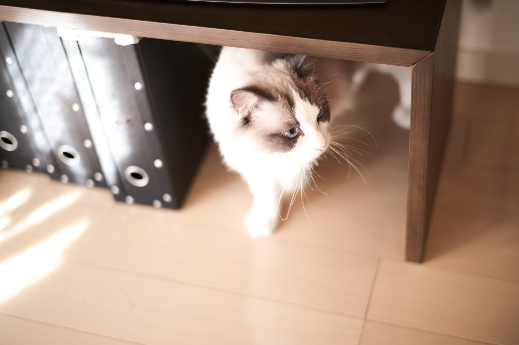 Conan コナン ラグドール ragdoll ブルーポイントバイカラー RIVORA yumi aota  名探偵コナン ラグドール ネコ CAT ねこ  一説には白いペルシャとシールポイントのバーマンの仔がバーミーズと掛け合わされて生まれたと考えられている。アメリカで1965年、イギリスで1983年に登録された、比較的新しい種ではあるが、詳細な出自は不明瞳はブルーで長毛種に分類される。胸の前まで長めの被毛に覆われ、その姿はさながらよだれかけを掛けているように写る。模様はポイントがベースになっており、その上に白色が乗る様な形になっているが、ミテッド、バイカラーの場合は幼い時は白色なので後からポイントが表現されるように見える。模様の種類はポイント・ミテッド・バイカラー（血統書団体によりトーティ、ヴァン・バイカラーも存在する。）がある。毛色はシール（こげ茶）・ブルー（灰色）が多いがチョコレート（薄いこげ茶）、ライラック（薄い灰色）、レッド（茶）、クリーム（クリーム色）、フォーン（子鹿色）、シナモンなどがある。また、ミテッドとバイカラー(はちわれ)の模様に縦縞が混じるリンクスも存在する。完全に成長するまでには約4年を要し、大型種（現在中型種に分類）だが、10 kg前後まで成長するのは稀で、現在はメスで4.0 kg - 6.0 kg、オスで4.5 kg - 7 kg位にまで成長するものが一般的である。非常におおらかで、抱きかかえられることも好む事から「ぬいぐるみ人形 (rag doll)」が連想され、ラグドール (Ragdoll)という品種名を与えられるに至った。人間の子供などに対して寛容に接する懐の深さをもち、鳴き声も静か。比較的帰巣本能が強いため、譲渡や引越しには神経質になる可能性がある[1]。