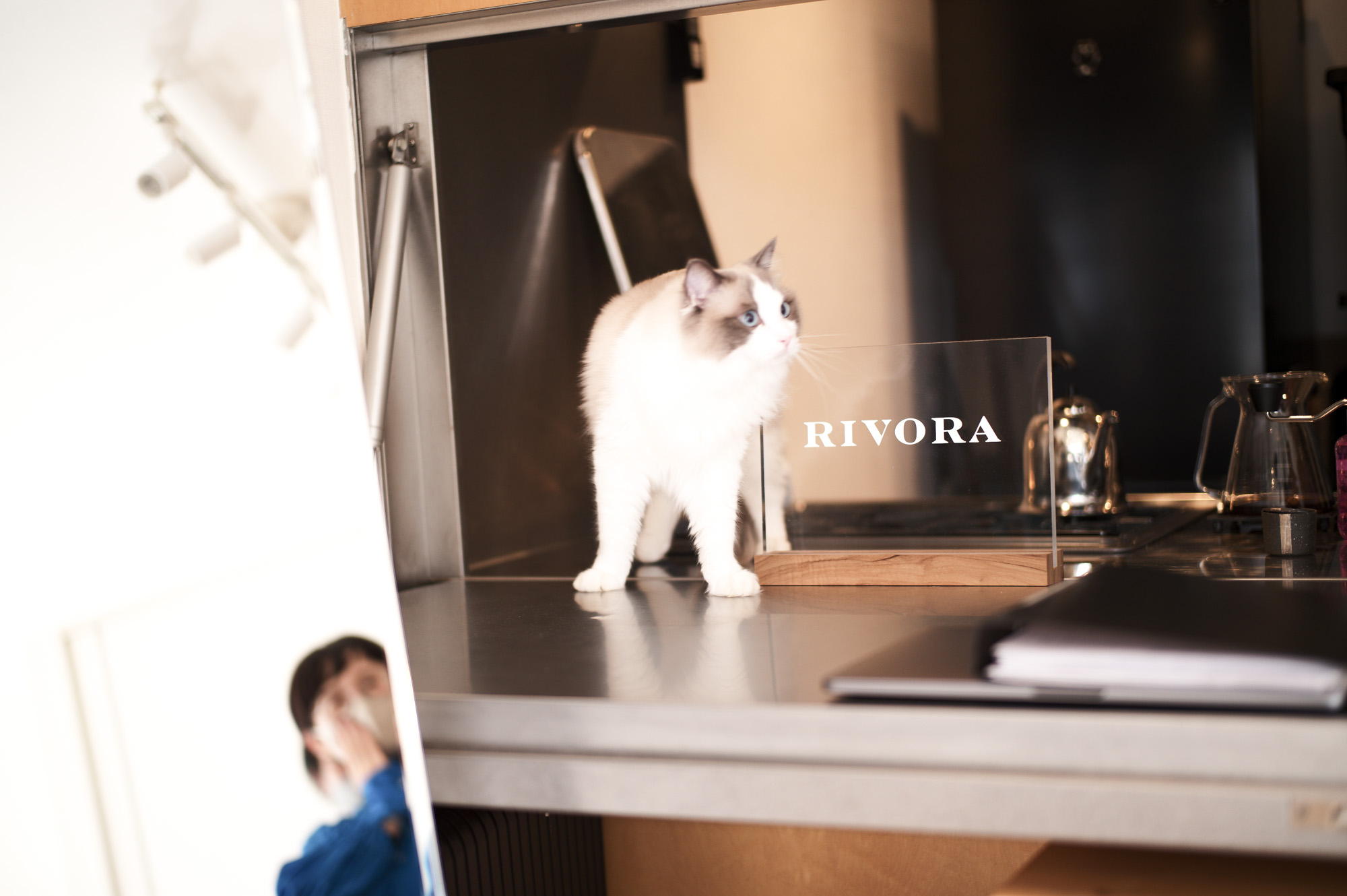 Conan コナン ラグドール ragdoll ブルーポイントバイカラー RIVORA yumi aota  名探偵コナン ラグドール ネコ CAT ねこ  一説には白いペルシャとシールポイントのバーマンの仔がバーミーズと掛け合わされて生まれたと考えられている。アメリカで1965年、イギリスで1983年に登録された、比較的新しい種ではあるが、詳細な出自は不明瞳はブルーで長毛種に分類される。胸の前まで長めの被毛に覆われ、その姿はさながらよだれかけを掛けているように写る。模様はポイントがベースになっており、その上に白色が乗る様な形になっているが、ミテッド、バイカラーの場合は幼い時は白色なので後からポイントが表現されるように見える。模様の種類はポイント・ミテッド・バイカラー（血統書団体によりトーティ、ヴァン・バイカラーも存在する。）がある。毛色はシール（こげ茶）・ブルー（灰色）が多いがチョコレート（薄いこげ茶）、ライラック（薄い灰色）、レッド（茶）、クリーム（クリーム色）、フォーン（子鹿色）、シナモンなどがある。また、ミテッドとバイカラー(はちわれ)の模様に縦縞が混じるリンクスも存在する。完全に成長するまでには約4年を要し、大型種（現在中型種に分類）だが、10 kg前後まで成長するのは稀で、現在はメスで4.0 kg - 6.0 kg、オスで4.5 kg - 7 kg位にまで成長するものが一般的である。非常におおらかで、抱きかかえられることも好む事から「ぬいぐるみ人形 (rag doll)」が連想され、ラグドール (Ragdoll)という品種名を与えられるに至った。人間の子供などに対して寛容に接する懐の深さをもち、鳴き声も静か。比較的帰巣本能が強いため、譲渡や引越しには神経質になる可能性がある[1]。